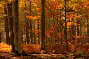 Herfstbos