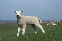 Staand lam op de dijk met de Waddenzee als achtergrond, lente in Friesland