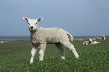 Staand lam op de dijk met de Waddenzee als achtergrond, lente in Friesland