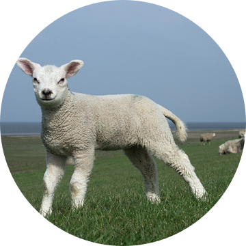 Staand lam op de dijk met de Waddenzee als achtergrond, lente in Friesland van Tim Groeneveld