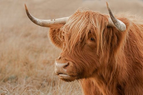 higland cow, schotse hooglander opzij, portret