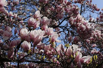 Magnolienblüten angeleuchtet von der Sonne im Frühling