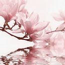 Magnolia Blossom by Violetta Honkisz thumbnail