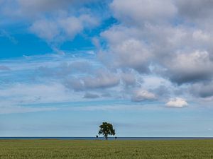 Eenzame boom van Denis Feiner