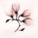 Rosa transparente Magnolie von Affect Fotografie Miniaturansicht
