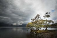 Herfstbomen in het Loch Lomont Schotland van Sjoukelien van der Kooi thumbnail