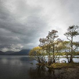 Herfstbomen in het Loch Lomont Schotland van Sjoukelien van der Kooi