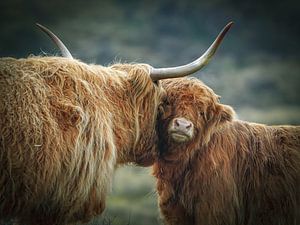 Junger schottischer Highlander mit Mutter