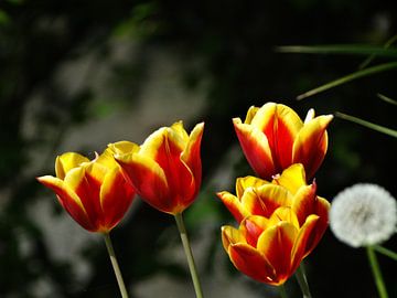 Red flowers by Simon De Lange