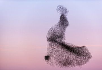 Starlings flock in evening light by Ron de Smit