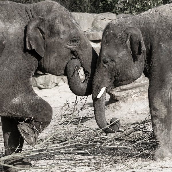 Olifanten spel by Jackie Fotografie