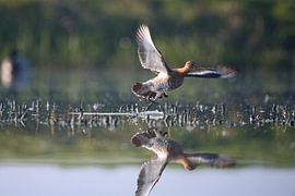 Weg vliegende grutto