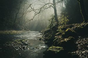 Wald & Wiesen