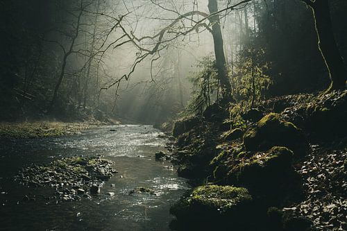 Nebelwald von Ralf Hickmann