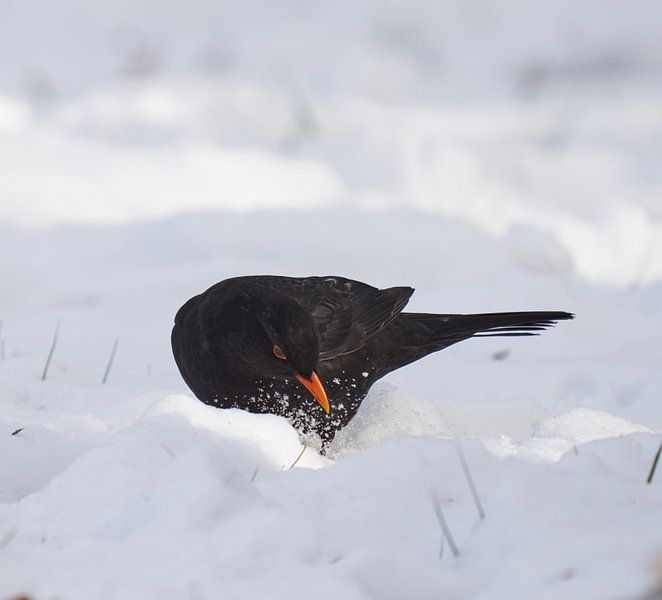 Blackbird in the Snow by Hans van Leen