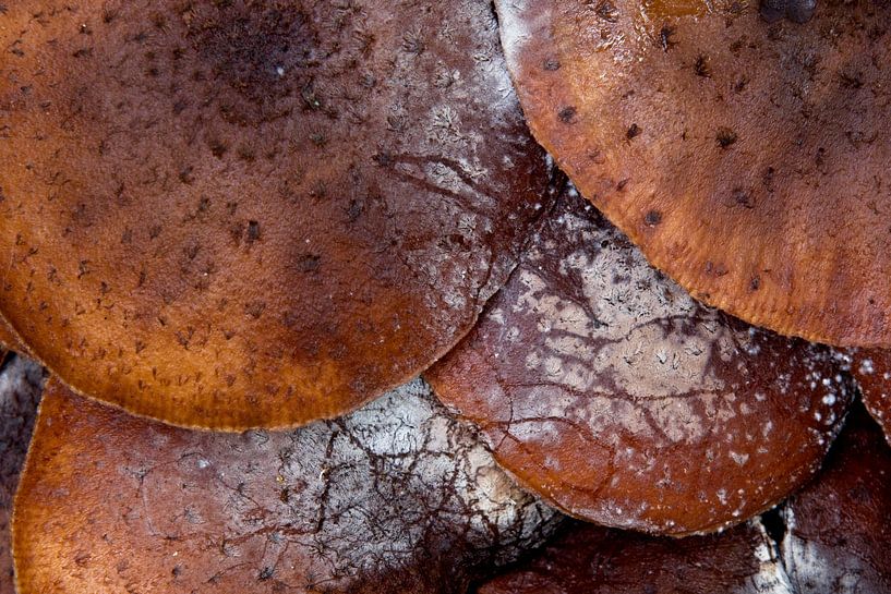 Groupe de champignons par Theo Felten
