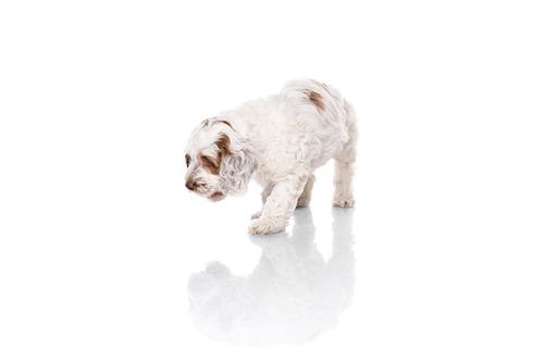 Fotografie hond/puppy wit kijkend naar zijn spiegelbeeld
