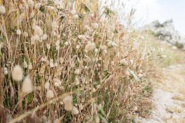 Wildflowers Portugal Summer by Jannieke