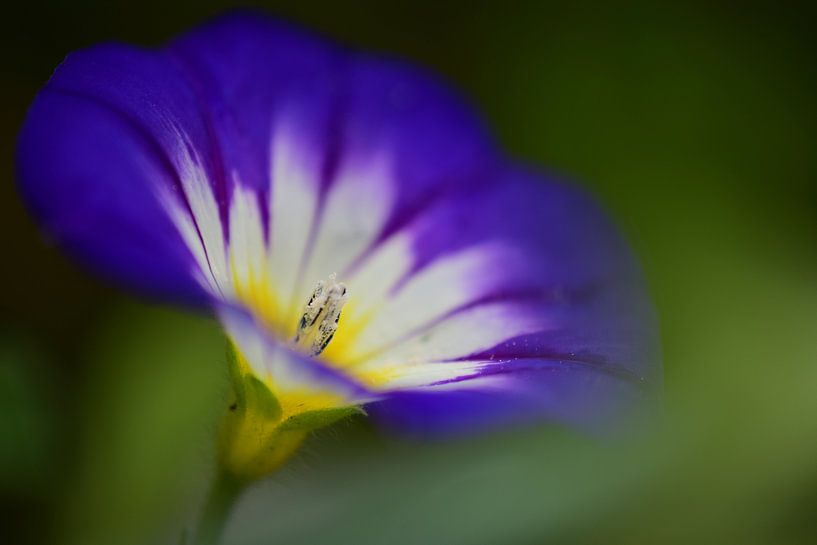 een klein kunstzinnig paars zomerbloemetje by Jessica Berendsen