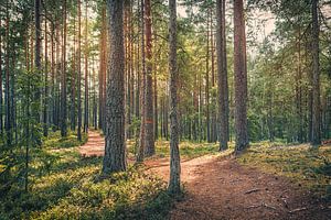 Parc national de Store Mosse [IV]