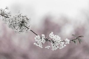 Delicate cherry blossoms close-up