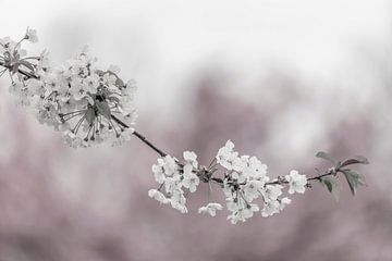 Zarte Kirschblüten in Nahaufnahme von Melanie Viola