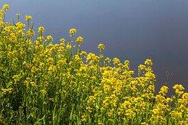 De belles fleurs jaunes au printemps