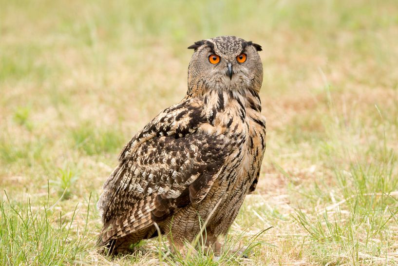 Uil, Europese Oehoe in het veld. by Marco van der Zwaag