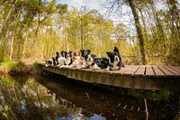 Border collies op de brug