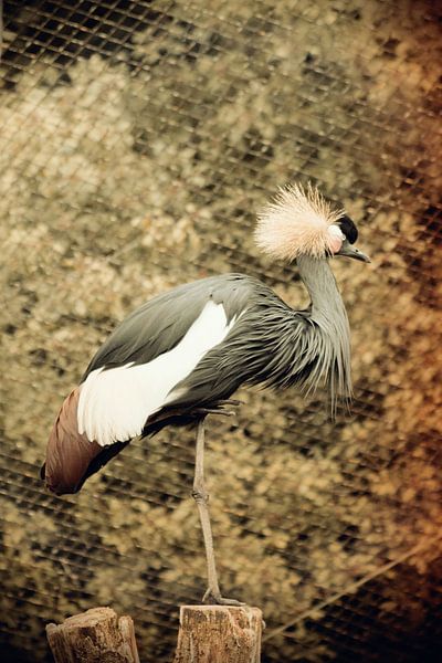 Vogel op paal by Thamara Janssen