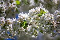 Cherry blossoms - blossoms on the cherry tree by Gerwin Schadl thumbnail
