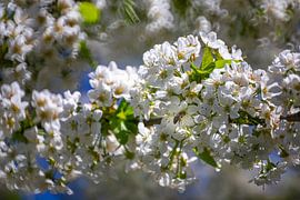 Cherry blossoms - blossoms on the cherry tree