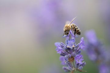 Dans un champ de lavande, une abeille à miel est assise