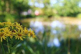 Schöne gelbe Blume auf einem Feld in Breda von Shania Lam