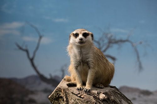 Een close-up portret van een alerte stokstaartje, Suricata suricatta