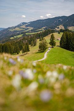 Sweeping view with crocuses on the hiking trail of the Hündle adventure railway by Leo Schindzielorz