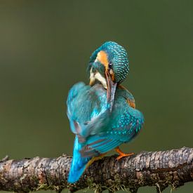 Kingfisher gives himself a polish by Paul Weekers Fotografie