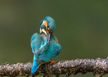 Kingfisher gives himself a polish by Paul Weekers Fotografie
