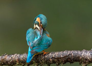 IJsvogel geeft zichzelf een poetsbeurt