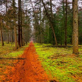 Forest by Wim Alblas