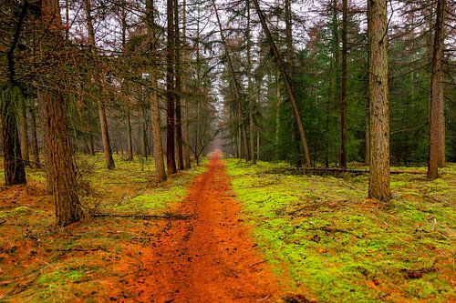 Forest van Wim Alblas