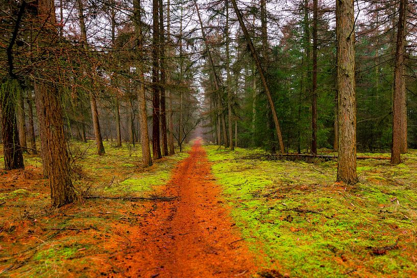Forest by Wim Alblas
