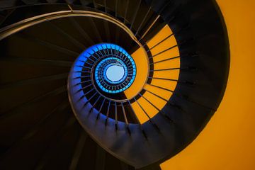 Coquille d'escargot de mangue