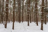 Winters bos 2 van Albert Mendelewski thumbnail