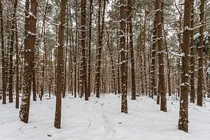 Forêt d'hiver 2 sur Albert Mendelewski