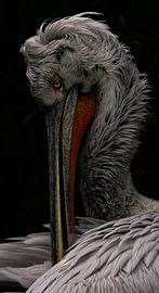 Pelecanus crispus by Wouter Van der Zwan