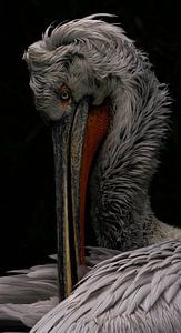 Pelecanus crispus