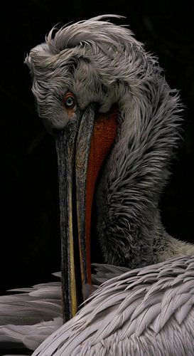 Pelecanus crispus