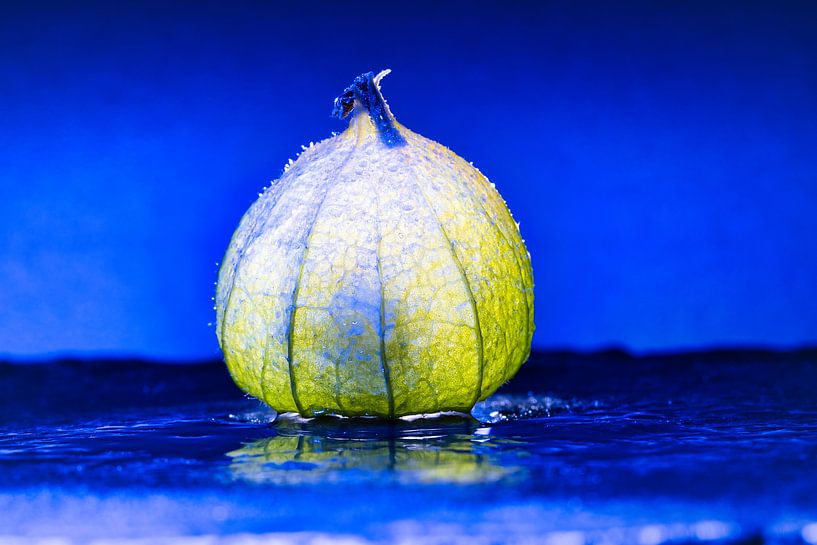 Physalis fruits with light spot by Martin Köbsch