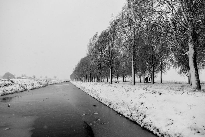 Winterse Bomenlaan Nederland van Jarno Dorst